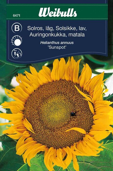 Solsikke lav sunspot